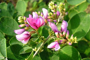 Lespedeza capitata leaf / stem extract – a powerful active